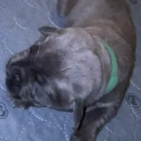 Yellow Collar, a female Cane Corso for sale in Dale City, VA – Photo 2 of 10