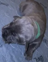 Light Green Collar, a female Cane Corso for sale in Dale City, VA – Photo 2 of 10