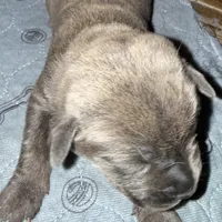 Yellow Collar, a female Cane Corso for sale in Dale City, VA – Photo 6 of 10
