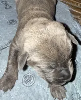 Light Green Collar, a female Cane Corso for sale in Dale City, VA – Photo 6 of 10