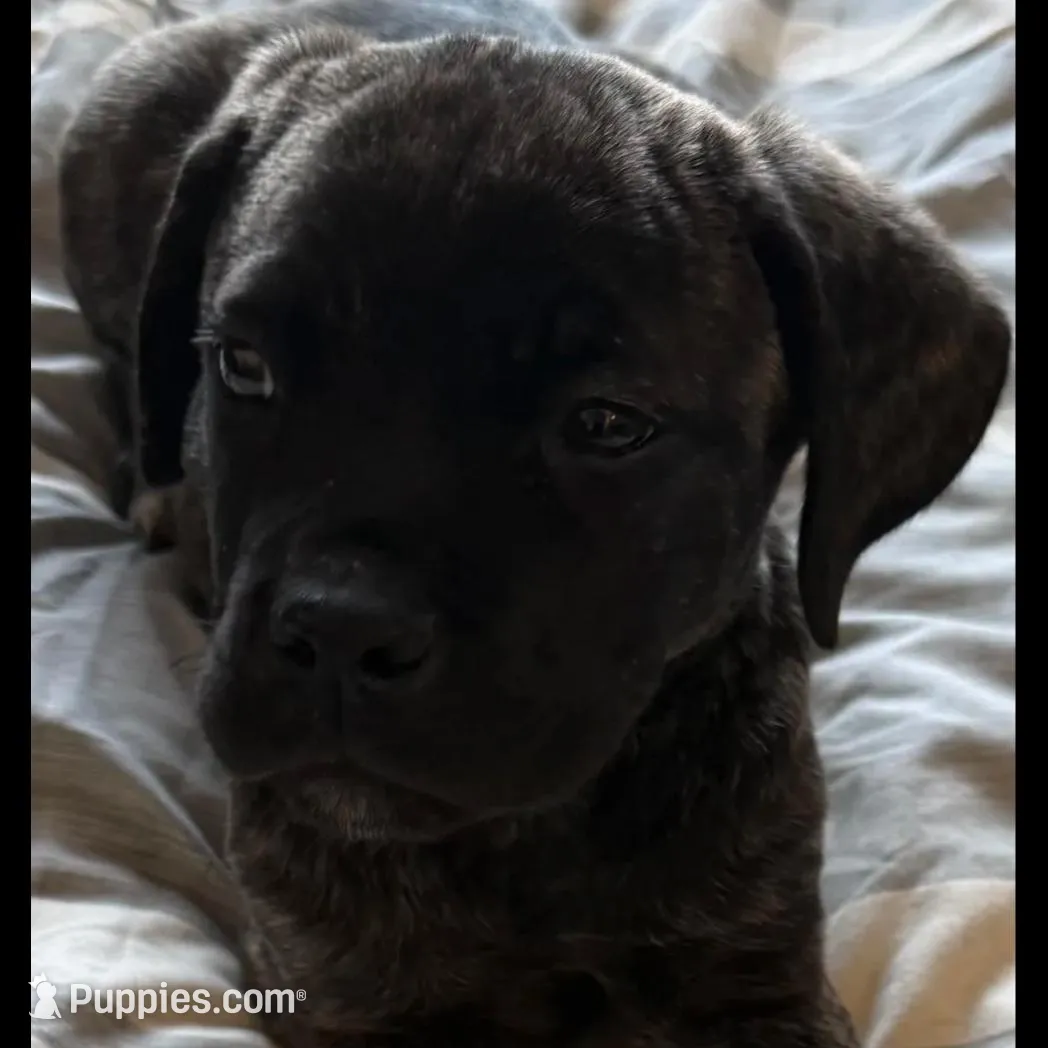 My Pretty Girl, a female Cane Corso for sale in Dale City, VA – Photo 2 of 8