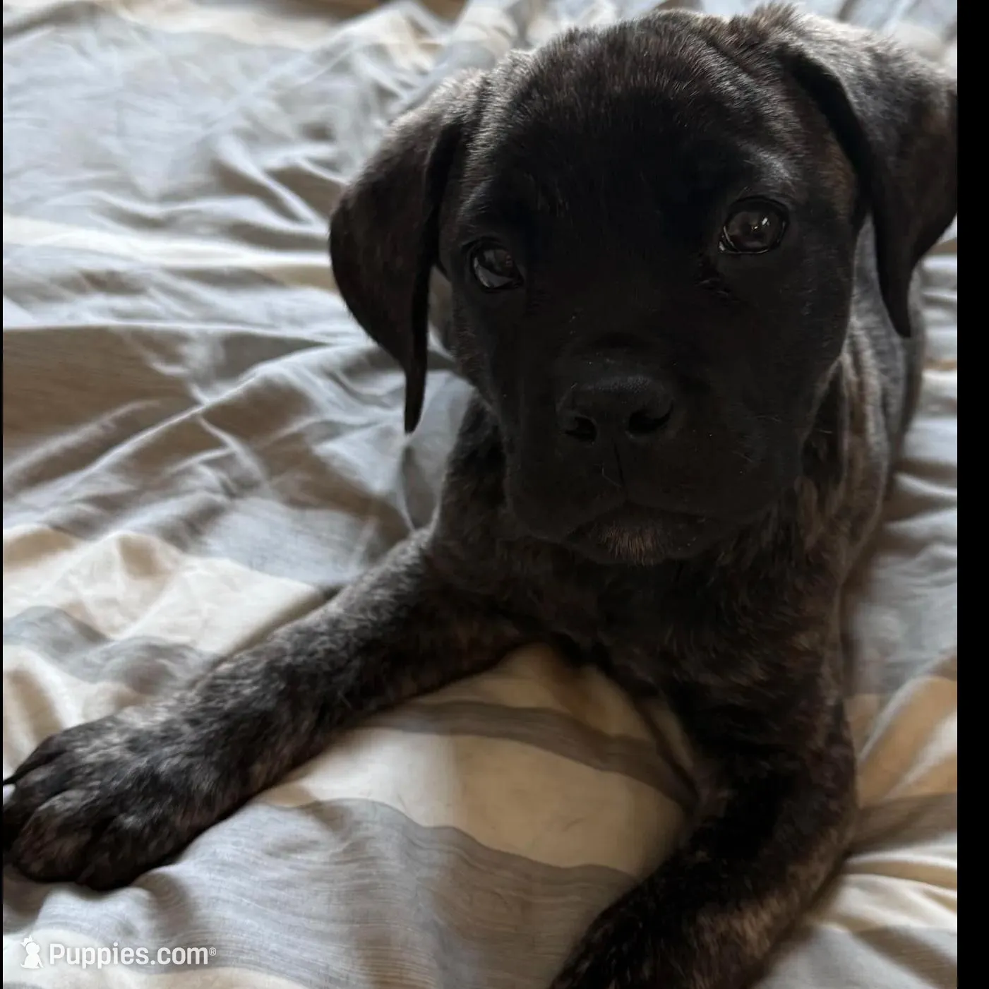My Pretty Girl, a female Cane Corso for sale in Dale City, VA – Photo 6 of 8