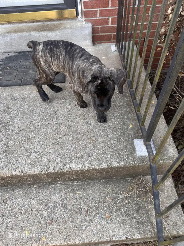 White Foot – Cane Corso puppy for sale in Dale City, VA