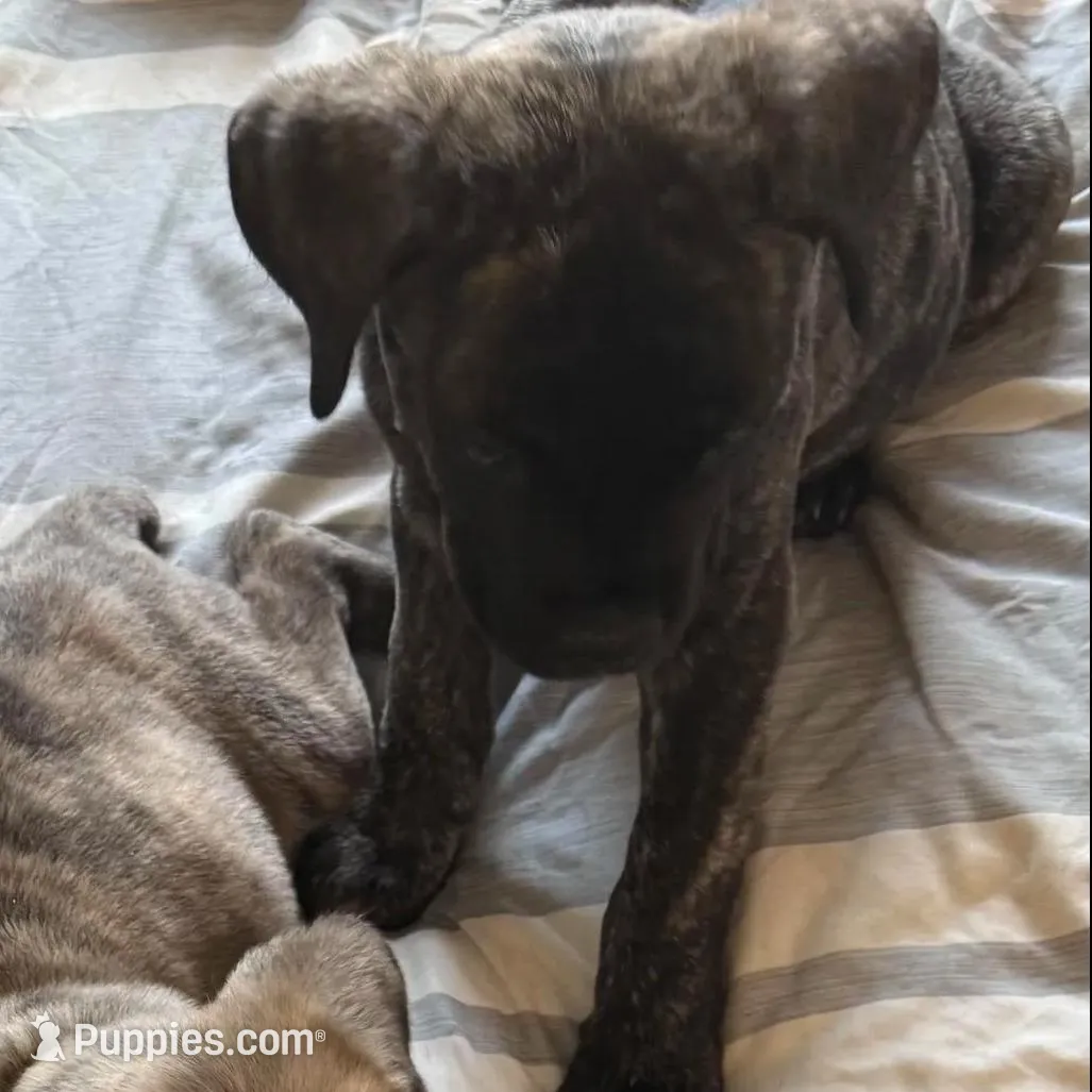 My Pretty Girl, a female Cane Corso for sale in Dale City, VA – Photo 4 of 8