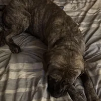 White Foot, a female Cane Corso for sale in Dale City, VA – Photo 6 of 6