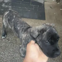 White Foot, a female Cane Corso for sale in Dale City, VA – Photo 2 of 6