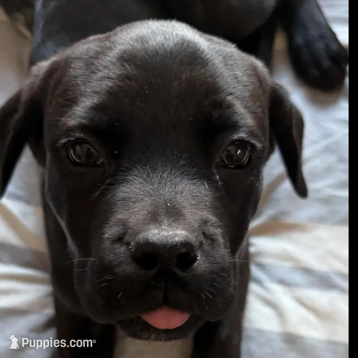 My Pretty Girl, a female Cane Corso for sale in Dale City, VA – Photo 7 of 8