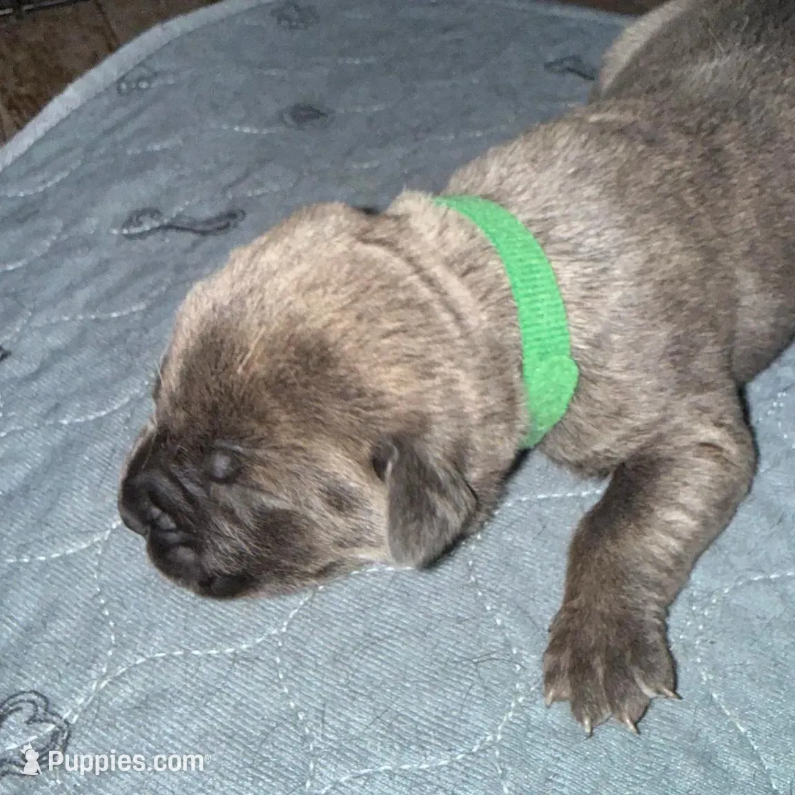 Light Green Collar, a female Cane Corso for sale in Dale City, VA – Photo 8 of 10