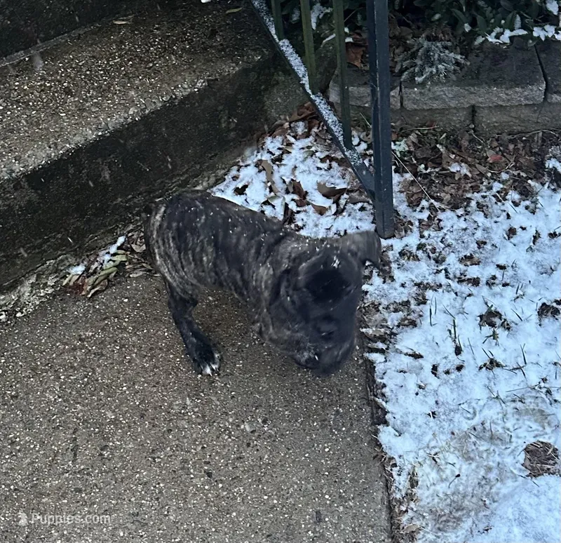 White Foot, a female Cane Corso for sale in Dale City, VA – Photo 1 of 6