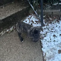 White Foot, a female Cane Corso for sale in Dale City, VA – Photo 1 of 6