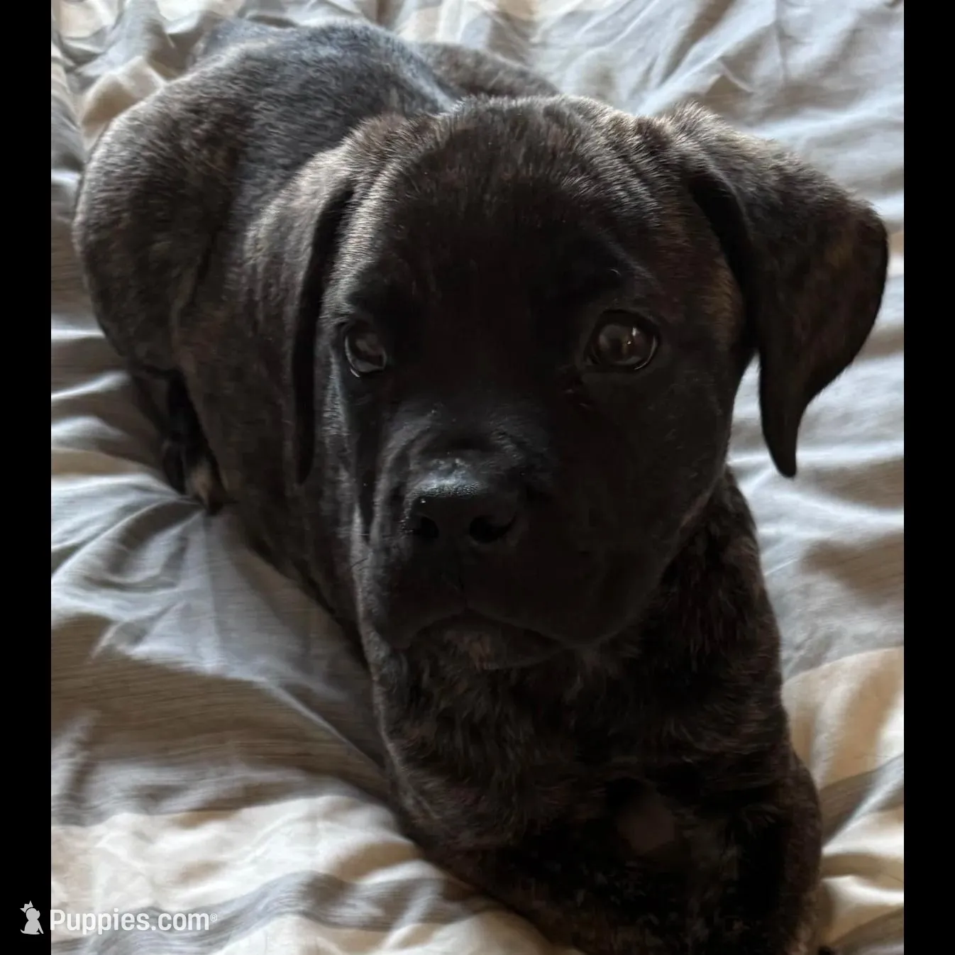 My Pretty Girl, a female Cane Corso for sale in Dale City, VA – Photo 3 of 8