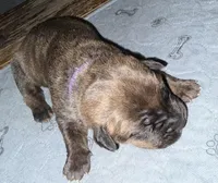 Purple Collar, a male Cane Corso for sale in Dale City, VA – Photo 5 of 7