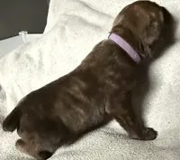 Purple Collar, a male Cane Corso for sale in Dale City, VA – Photo 3 of 7