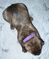 Purple Collar, a male Cane Corso for sale in Dale City, VA – Photo 2 of 7