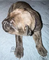 Purple Collar, a male Cane Corso for sale in Dale City, VA – Photo 6 of 7