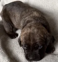 Purple Collar, a male Cane Corso for sale in Dale City, VA – Photo 4 of 7