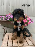 Jamie, a male Miniature Goldendoodle for sale in Arthur, IL – Photo 1 of 9