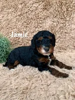 Jamie, a male Miniature Goldendoodle for sale in Arthur, IL – Photo 8 of 9