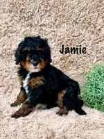 Jamie, a male Miniature Goldendoodle for sale in Arthur, IL – Photo 4 of 9