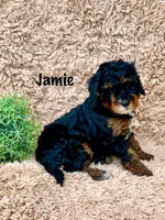 Jamie, a male Miniature Goldendoodle for sale in Arthur, IL – Photo 5 of 9