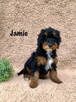 Jamie, a male Miniature Goldendoodle for sale in Arthur, IL – Photo 2 of 9