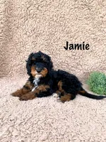 Jamie, a male Miniature Goldendoodle for sale in Arthur, IL – Photo 3 of 9