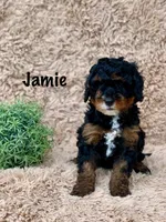 Jamie, a male Miniature Goldendoodle for sale in Arthur, IL – Photo 6 of 9