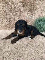 Jamie, a male Miniature Goldendoodle for sale in Arthur, IL – Photo 9 of 9