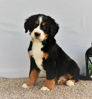 Brock, a male Bernese Mountain Dog for sale in Arthur, IL – Photo 2 of 3