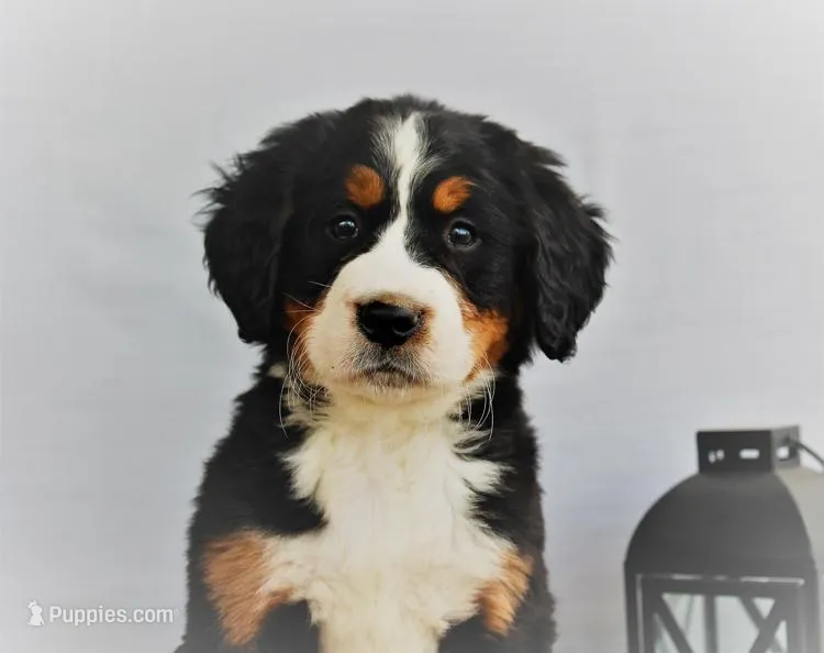 Brock, a male Bernese Mountain Dog for sale in Arthur, IL – Photo 1 of 3