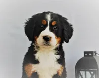 Brock, a male Bernese Mountain Dog for sale in Arthur, IL – Photo 1 of 3