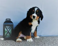 Brody, a male Bernese Mountain Dog for sale in Arthur, IL – Photo 2 of 3