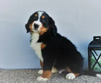 Brody, a male Bernese Mountain Dog for sale in Arthur, IL – Photo 3 of 3