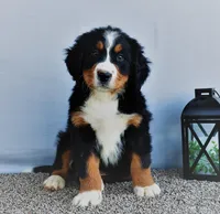 Brody, a male Bernese Mountain Dog for sale in Arthur, IL – Photo 1 of 3