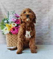 Cassie, a female Goldendoodle for sale in Arthur, IL – Photo 1 of 3