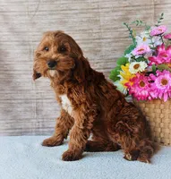 Cassie, a female Goldendoodle for sale in Arthur, IL – Photo 2 of 3