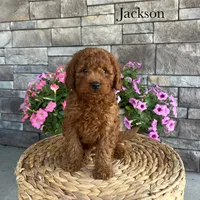 Jackson, a female Miniature Goldendoodle for sale in Arthur, IL – Photo 3 of 3
