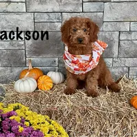 Jackson, a female Miniature Goldendoodle for sale in Arthur, IL – Photo 1 of 3