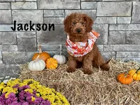 Jackson, a female Miniature Goldendoodle for sale in Arthur, IL – Photo 1 of 3