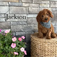Jackson, a female Miniature Goldendoodle for sale in Arthur, IL – Photo 2 of 3