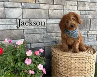 Jackson, a female Miniature Goldendoodle for sale in Arthur, IL – Photo 2 of 3