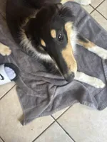 Piper, a female Collie for sale in Amelia, OH – Photo 1 of 6