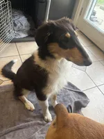 Piper, a female Collie for sale in Amelia, OH – Photo 2 of 6