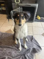 Piper, a female Collie for sale in Amelia, OH – Photo 5 of 6