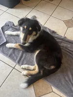 Piper, a female Collie for sale in Amelia, OH – Photo 6 of 6