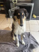 Piper, a female Collie for sale in Amelia, OH – Photo 3 of 6