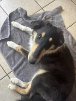 Piper, a female Collie for sale in Amelia, OH – Photo 4 of 6