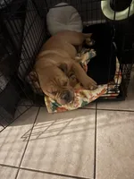 Winston, a male English Bulldog for sale in Amelia, OH – Photo 5 of 5