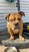 Winston, a male English Bulldog for sale in Amelia, OH – Photo 1 of 5