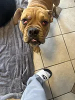 Winston, a male English Bulldog for sale in Amelia, OH – Photo 4 of 5